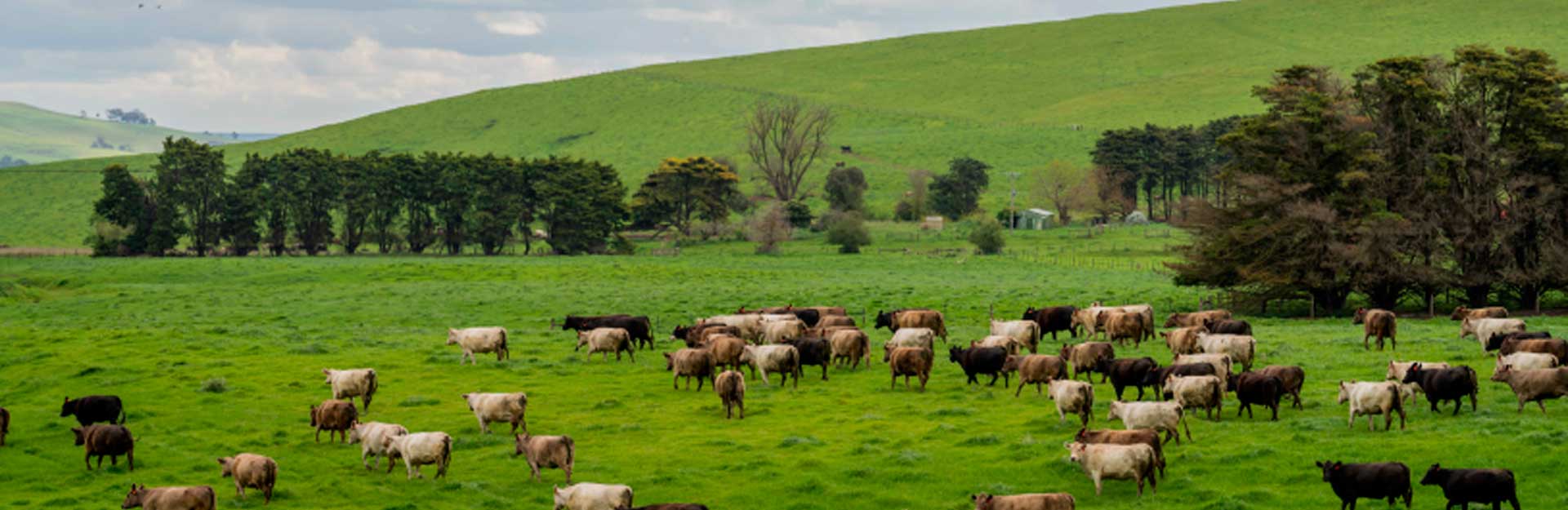 Productos Campos lecheros en Colombia